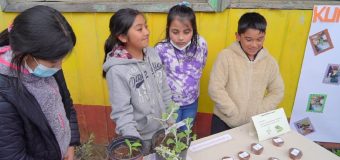 Estudiantes de Melefquén rescatan tradiciones mapuche y crean farmacia con yerbas